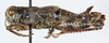 CollectionObject 1527171; 6d378830-e002-4128-b7a7-2a3fd47c9604: male, lateral view (holotype). (CollectionObject).