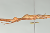CollectionObject 1586090; QIMR QM T244739-T244740, 175ff28a-d506-43cf-aad5-07437cba24d4: copyright QM, Brisbane. female: head & thorax, lateral view (paratype). (CollectionObject).