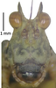 CollectionObject 1591401; d0491063-a29d-4616-b28c-09b3cb1e26e9: female, head in fronal view (holotype). (CollectionObject).