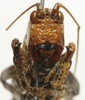 CollectionObject 1535953; 0c1cf85f-2457-4606-bc4b-fe4a02b03fb4: male face (syntype). (CollectionObject).