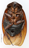 CollectionObject 1587296; MNHN(SF IMPORT DUPLICATE) MNHN-EP-EP1254, b3b745d3-e203-407f-b86c-845cabb4ba3f: CC BY-NC-ND 4.0/MNHN - Depraetere Marion - 2014. Non type, female. Specimen number: MNHN-EP-EP1254. http://coldb.mnhn.fr/catalognumber/mnhn/ep/ep1254. (CollectionObject).