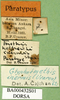 CollectionObject 1502031; 5b41407f-26f8-4dee-acca-a9b1492c590a: labels (paratype). (CollectionObject).