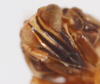 Head: !! display not done !! on Sogata nigrifrons (Muir, 1917): (Observation).