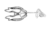 Neuquenina fictor (Rehn, 1943): Fig. 41. female spermatheca and ventral valves. (Otu).