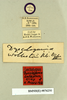 Ergaula capensis (Saussure, 1893): Copyright Natural History Museum, London. Labels from lectotype (adult male) of synonym Dyscologamia wollastoni Kirby, 1909 in BM(NH). (Otu).
