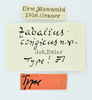 CollectionObject 1532034; 2d020a22-afbf-444f-a5ce-26692f31f857: labels (male syntype). (CollectionObject).
