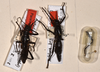 CollectionObject 1559944; 29388811-ae3e-4928-875d-63bb55b7a5ee: copyright OUMNH. synonym Bacteria bogotensis (paralectotypes). (CollectionObject).;CollectionObject 1559945; a00a39a0-cb2f-436a-b56c-b7e98a22e487: copyright OUMNH. synonym Bacteria bogotensis (paralectotypes). (CollectionObject).;CollectionObject 1559946; e50dc672-7404-4b79-96b8-f57871c7a498: copyright OUMNH. synonym Bacteria bogotensis (paralectotypes). (CollectionObject).