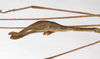 CollectionObject 1558047; 18ad1de7-83f6-4a08-a4b5-7a13d992cd31: copyright ZMHB, Berlin. male: end of abdomen, lateral view (syntype). (CollectionObject).;CollectionObject 1558048; ec519d3d-276b-4cc7-b1c8-1737c64766b4: copyright ZMHB, Berlin. male: end of abdomen, lateral view (syntype). (CollectionObject).