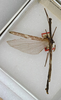 CollectionObject 1559124; 6035290c-9c99-4d02-b00c-c50ce63cde79: copyright ANSP. male (holotype). (CollectionObject).