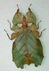 CollectionObject 1563457; bd83932c-448e-4350-92cb-5a3d253406a6: copyright SDEI, Müncheberg. female (Holotype). (CollectionObject).