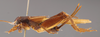 CollectionObject 2804368; d91e3c29-48fa-40a5-ad94-9b5fd33698e7, FCE- GY 80, occurrenceID:- GY 80: (CollectionObject).
