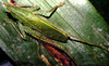 Podacanthophorus alas Naskrecki, 2000: female (La Selva, Costa Rica). (Otu).