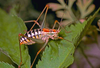 CollectionObject 1496854; 068d089b-a449-4ab0-9c76-830bb5a3263a, CH5090: male. (CollectionObject).