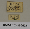 CollectionObject 1572958; e43dceea-e8ab-498a-9e7f-515a81f87bed: Copyright Natural History Museum, London. Labels from non-type (adult female) in BM(NH). (CollectionObject).