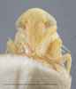 Head on Edwardsiana lethierryi (Edwards, 1881): Head/Face. (Observation).