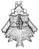Spathalium audouinii (Blanchard, 1836): Fig. 8. female, head and pronotum, dorsal view (from Corrientes). (Otu).