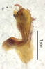 CollectionObject 1523730; 931255aa-f604-41a0-b50c-d18b3b77de3c: male genitalia, lateral view (holotype). (CollectionObject).
