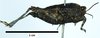 CollectionObject 1596107; f74e140b-d945-4fda-acac-db3e699979f1: male, lateral view. (CollectionObject).