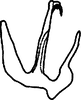 Aedeagus, lateral view on Anufrievia fusina Yang & Zhang, 2018: (Observation).