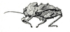 Cladonotella interrupta (Bolívar, 1898): Fig. 30. female, lateral view. (Otu).