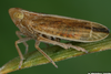 Live specimen: !! display not done !! on Stenocranus (Stenocranus) minutus (Fabricius, 1787): (Observation).