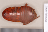 Eurycotis floridana (Walker, 1868): Lectotype, female, dorsal. BMNH(E)#878027. (Otu).