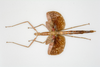 CollectionObject 1584034; fe072f9b-b2c7-490d-8271-509c3f32489d: Copyright ZSMC, Munich. female (holotype). (CollectionObject).