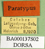 CollectionObject 1502772; 19260d20-1fd8-4fac-afc7-561a512e6b17: labels (paratype). (CollectionObject).
