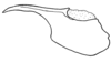 Aleuas vitticollis Stål, 1878: Fig. 25B. cingulum, lateral view. (Otu).