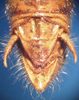 CollectionObject 1538324; 6bf2dd5d-ee97-4301-844d-a9f342dab482: male, abdomen tip (holotype of Abracris coelestre). (CollectionObject).