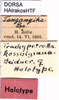 CollectionObject 1507065; c245a3b0-e0ed-4e38-832f-299286145e0e: labels (holotype of Trachypetrella kosswigiana). (CollectionObject).