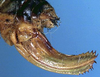 CollectionObject 1595983; ca606c0a-2549-4005-bc29-08ee0fef5705: female ovipositor (paratype of Isophya tenuicerca). (CollectionObject).