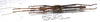 CollectionObject 1584717; e445e41a-d168-4756-95d6-89606b80faa7: copyright ZRC Singapore. male, dorsal view (paratype). (CollectionObject).