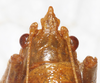 CollectionObject 1576556; NMW 21100, ce679188-12cb-4c38-afcd-2f2d98f3e243: female, fastigium, dorsal view. (CollectionObject).