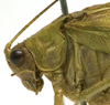 CollectionObject 1505880; 7aaac79b-4660-487b-b48c-14b30f45b04a: male head and pronotum, lateral view (holotype). (CollectionObject).