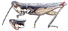 Horesidotes cinereus cinereus Scudder, 1899: hind knees. (Otu).