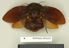 CollectionObject 1552979; e003cd02-32a3-4232-9d73-e6c9089204f2: Copyright Natural History Museum, London. Holotype (adult female) in BM(NH). Dorsal view. (CollectionObject).