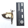 CollectionObject 1599762; MNCR 3,783,384, 1c18b6d4-0e60-42c4-b807-005c8518d04f: copyright MNCR. female (holotype). (CollectionObject).