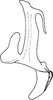 Aedeagus, lateral view on Arboridia (Arboridia) reniformis Song & Li, 2013: (Observation).