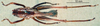 CollectionObject 1504999; 6fbb5288-90ad-4e75-9fca-7cf665f8355d: male, dorsal view (syntype). (CollectionObject).