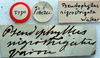 CollectionObject 1517004; 2b9d8f13-0491-4c88-b08b-52d71b7e028e: labels (holotype). (CollectionObject).