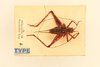 CollectionObject 2066582; a4d45254-bf34-4c59-a5ae-4e9b7a83efd6, NHMUK015982503: dorsal view (syntype). (CollectionObject).