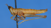 CollectionObject 1589571; 2fbca2b5-a653-4bb0-b43b-e13f73d92c27: female, lateral view (paratype). (CollectionObject).