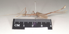 CollectionObject 1562058; NHMUK(SF IMPORT DUPLICATE) 844855, 8de43be0-8c6a-4933-a801-691b8416f954: copyright Natural History Museum, London. male, lateral view (holotype). (CollectionObject).