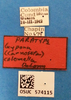 Other on Carnoseta colomella (DeLong, 1981): Female paratype [OSU]: labels. (Observation).
