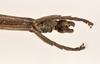 CollectionObject 1598195; c1d630a7-cb30-41a8-9955-a5c88c837715: copyright QM. male: end of abdomen, ventral view (paratype). (CollectionObject).;CollectionObject 1598196; 92134e30-9cd1-46d1-8eda-fc8d0a34f9dd: copyright QM. male: end of abdomen, ventral view (paratype). (CollectionObject).
