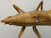 CollectionObject 1535038; 52052e5a-2fc6-48f8-829e-a9d8ab7a1da0: male head and pronotum, dorsal view (holotype). (CollectionObject).