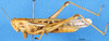 CollectionObject 1565727; 895c871d-d2a4-43bc-8948-f80559dc1132: male, lateral view (paratype). (CollectionObject).