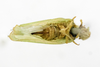 Habitus ventral view on Anormenis pyralina (Germar, 1821): (Observation).