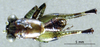 CollectionObject 1537888; 76c7d38d-fdca-4a7a-a292-3c4466ee79e4: male, dorsal view. (CollectionObject).